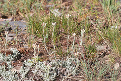 Antennaria microphylla