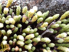 Kelleria