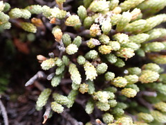 Kelleria