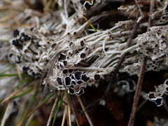 Lecanora epibryon broccha
