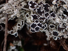 Lecanora epibryon broccha