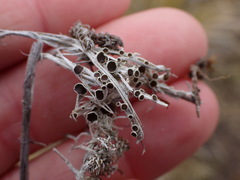 Lecanora epibryon broccha