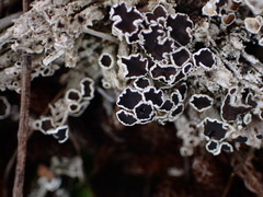 Lecanora epibryon broccha