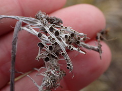 Lecanora epibryon broccha