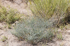 Leucosyris carnosa