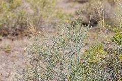 Leucosyris carnosa