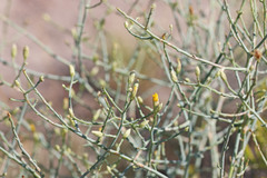 Leucosyris carnosa