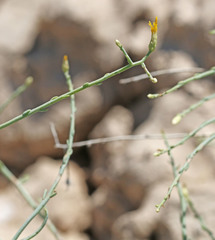 Leucosyris carnosa
