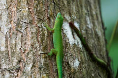 Phelsuma sundbergi