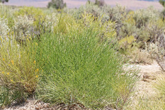 Astragalus toanus