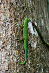 Phelsuma sundbergi