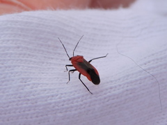 Tropidosteptes cardinalis