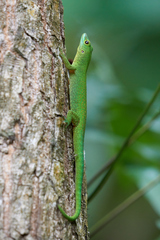 Phelsuma sundbergi