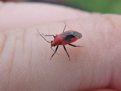 Tropidosteptes cardinalis