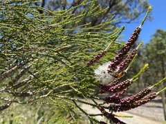 Melaleuca huegelii