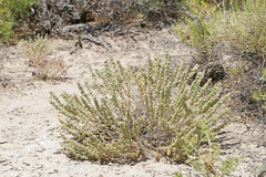 Atriplex corrugata