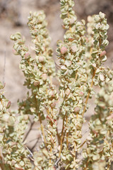 Atriplex corrugata