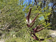 Melaleuca huegelii