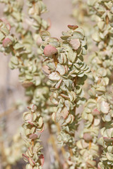 Atriplex corrugata