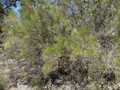 Melaleuca huegelii