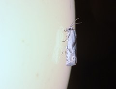 Eucosma metzneriana