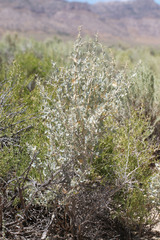 Atriplex torreyi