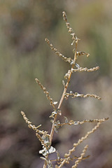 Atriplex torreyi