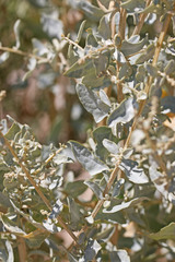 Atriplex torreyi