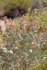 Atriplex torreyi