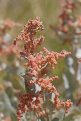 Atriplex torreyi