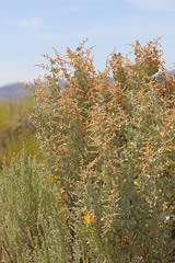 Atriplex torreyi