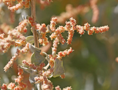 Atriplex torreyi