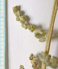 Atriplex torreyi
