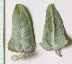 Atriplex torreyi