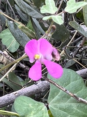 Phaseolus filiformis