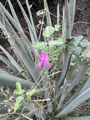 Phaseolus filiformis