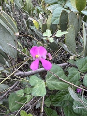 Phaseolus filiformis