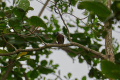 Nesoenas picturatus