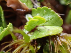 Caltha obtusa