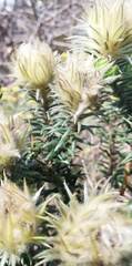 Phylica pubescens