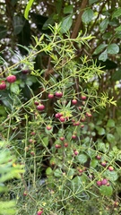 Boronia megastigma