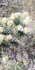 Phylica pubescens