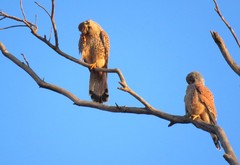 Falco tinnunculus tinnunculus