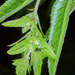Carpinus tropicalis - Photo (c) Sune Holt,  זכויות יוצרים חלקיות (CC BY-NC), הועלה על ידי Sune Holt
