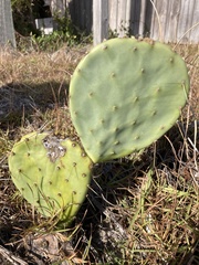 Opuntia tunoidea