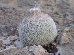 Epithelantha greggii greggii