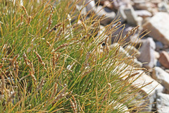 Carex elynoides