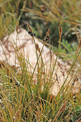 Carex elynoides