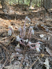Monotropa uniflora