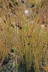 Carex elynoides